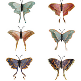 Outdoor Magnetic Luna Moth Assorted