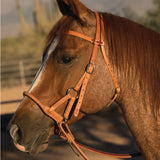 Leather Round Nose Side Pull