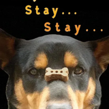 Horse Hollow Birthday Card Stay