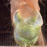 Horse Hollow Birthday Cards Green Slime