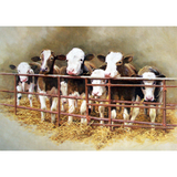 Blank Greeting Cards - Animal Artwork