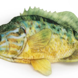 Freshwater Sunfish Dog Toy