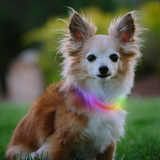 NiteHowl Rechargable LED Safety Necklace