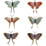 Outdoor Magnetic Luna Moth Assorted